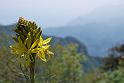 love is asphodeline lutea